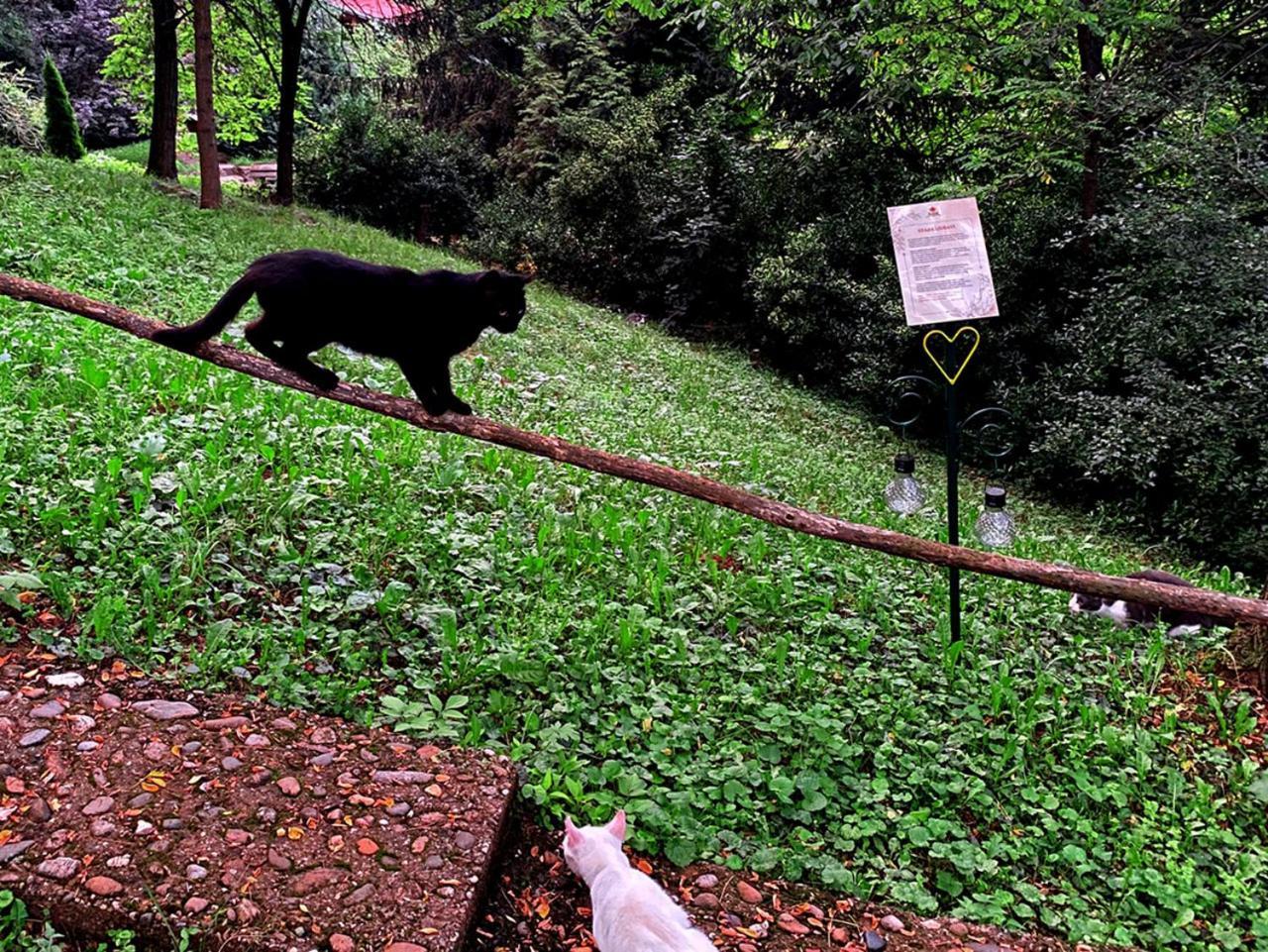 Oaza Prirode, Brvnare Platan Appartement Vrdnik Buitenkant foto